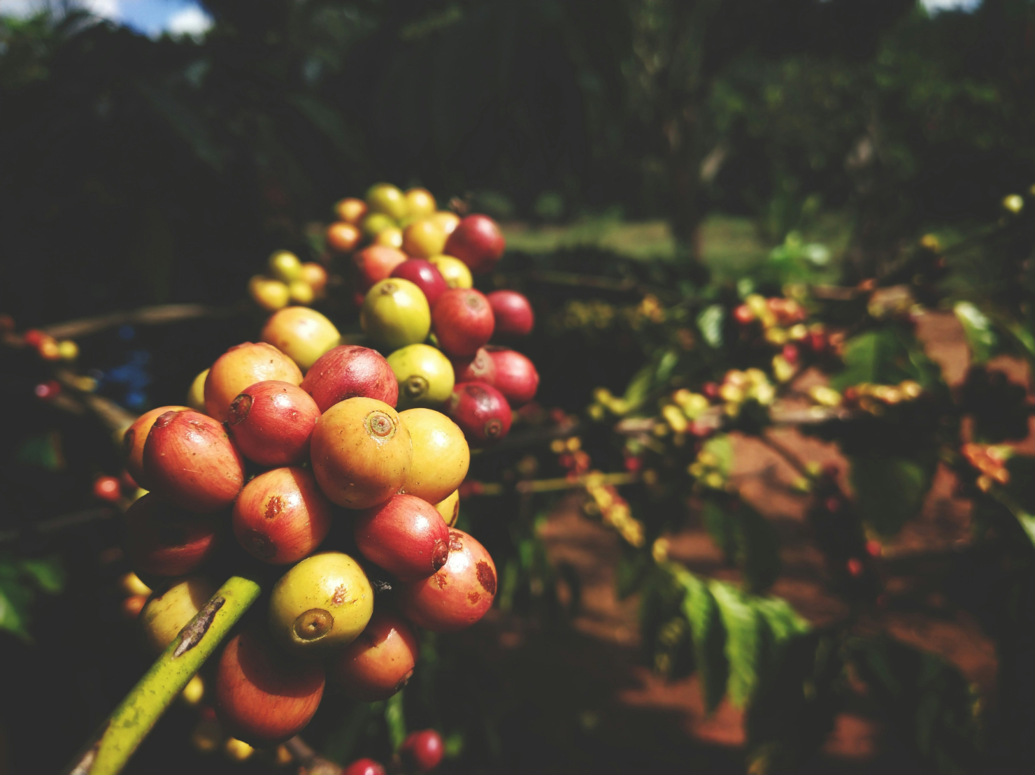 coffee_plantation_in_coorg.jpg