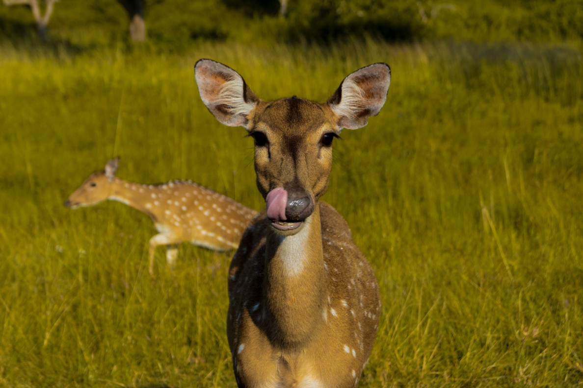 Mudumalai_National_Park.jpg